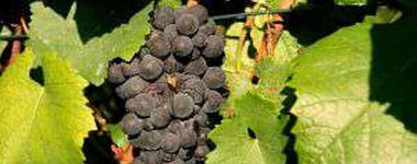 A aranha e as uvas