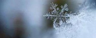 A neve