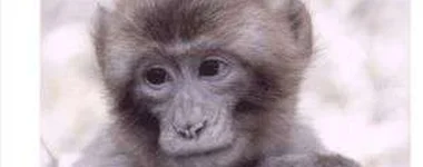 O macaco e o filhote de passarinho
