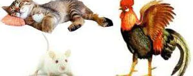 O Ratinho, O Gato E O Galo