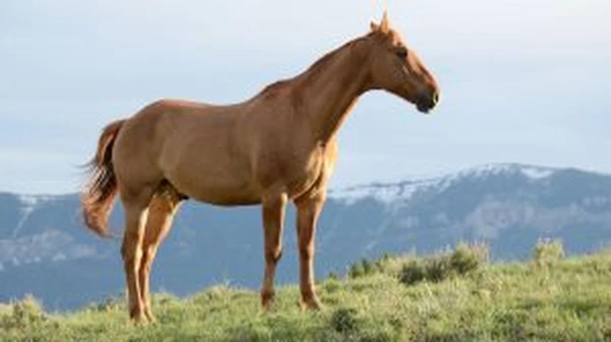 O cavalo e o javali