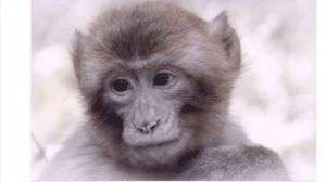 O macaco e o filhote de passarinho