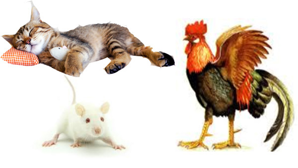 o ratinho o gato e o galo