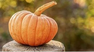 O salgueiro e a abóbora