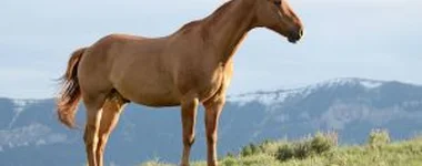 O cavalo e o javali