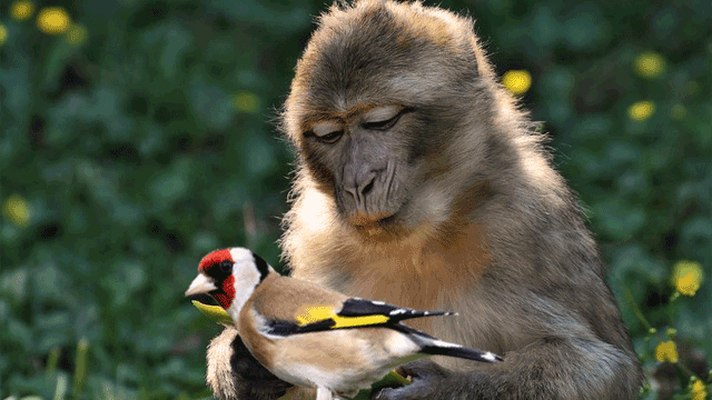 Fábula O macaco e o passarinho