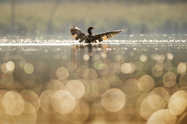 O falcão e o pato